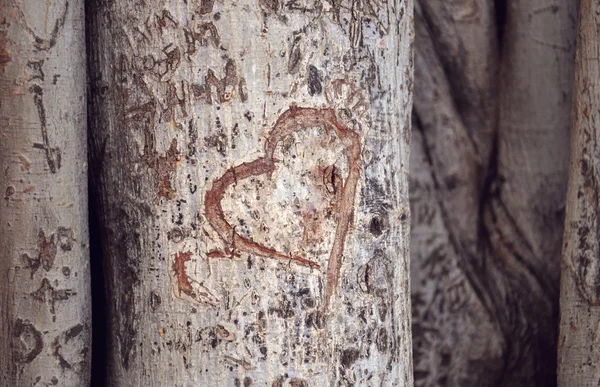 Srdce vyřezal na kmen stromu Stock Obrázky