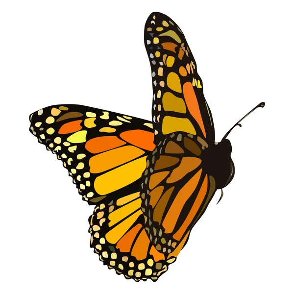 Летающая бабочка Стоковая Картинка