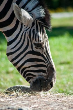 Zebra Olimpiyat oyunu çiftlik