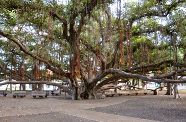 Lahaina banyan ağacı Parkı