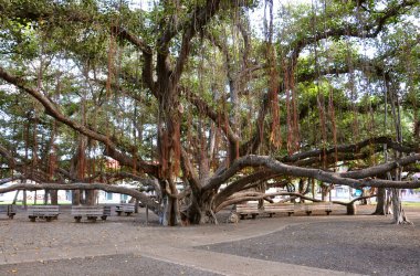 Lahaina Banyan Tree Park clipart