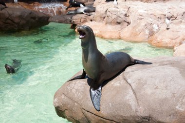 Sea lion in San Diego Sea World clipart