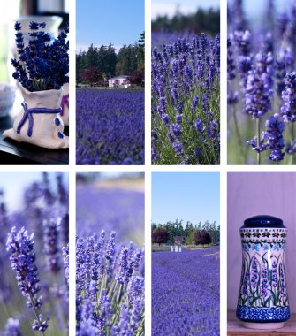 Lavender Farm clipart