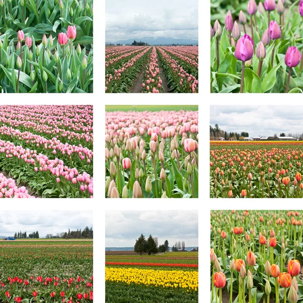 stock image Tulip fields
