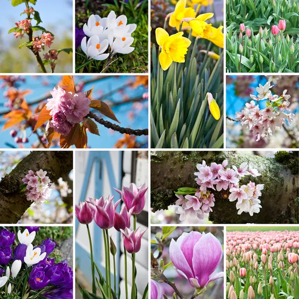 stock image Spring blossom flowers collage