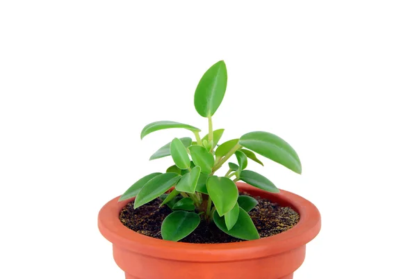 鉢の中の植物 — ストック写真