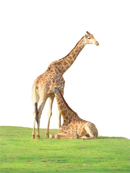 Stock image Giraffes