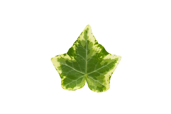 Het ivy-blad — Stockfoto