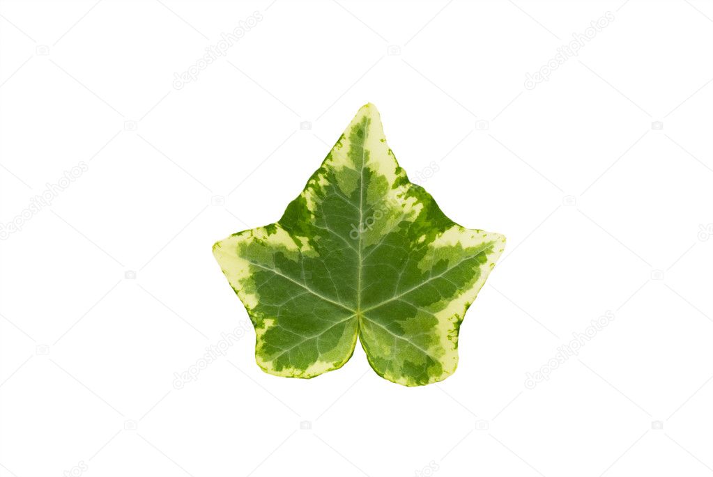 The ivy leaf