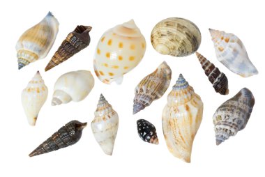 Seashells on a white background clipart