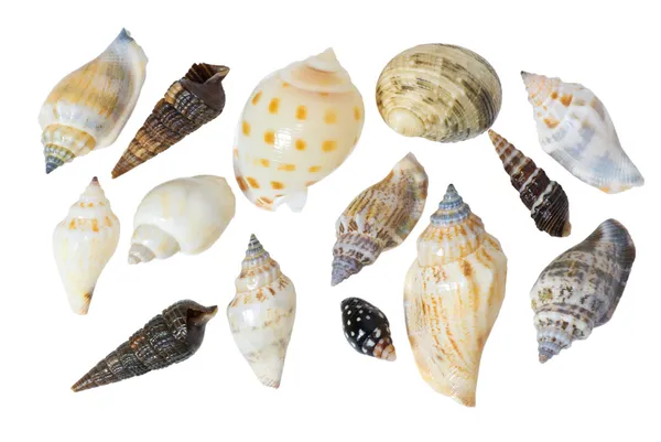 白色背景上的海贝壳 免版税图库图片