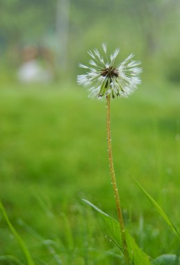 Dandelion flower clipart