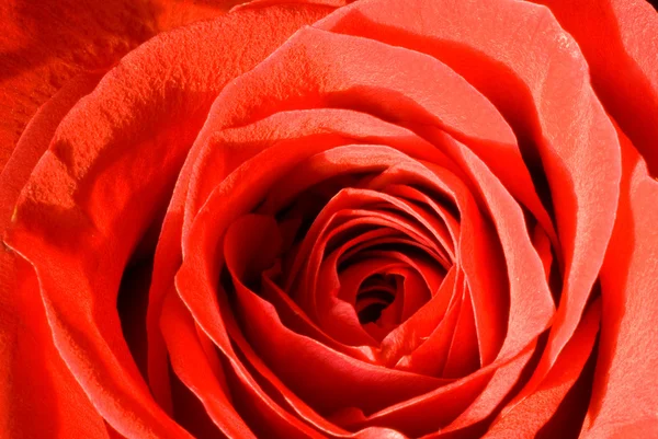 Czerwonej róży pączek — Zdjęcie stockowe