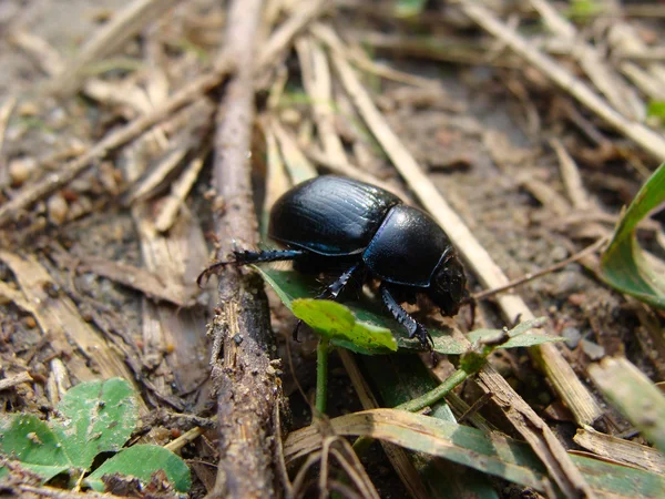 Escarabajo en el bosque —  Fotos de Stock
