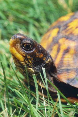 Box Turtle clipart