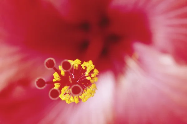 stock image Amaryllis