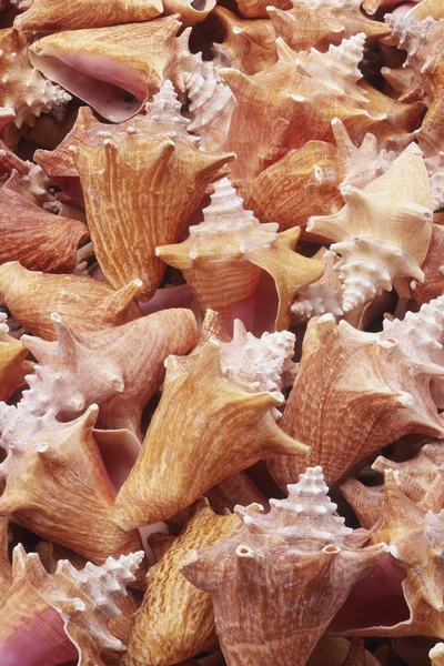 stock image Conch Shells