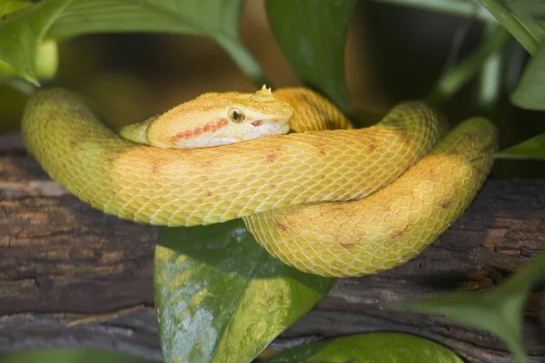 睫毛毒蛇 — 图库照片