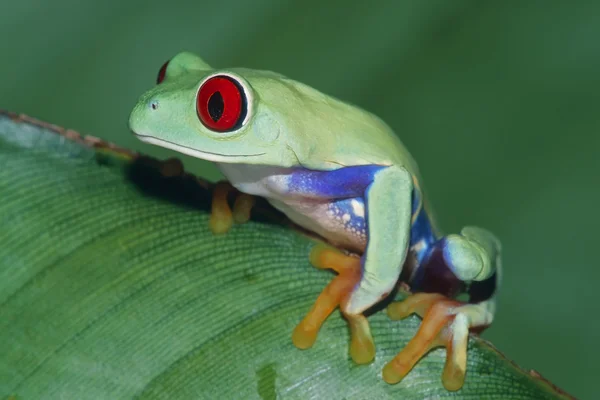 Treefrog de ojos rojos —  Fotos de Stock