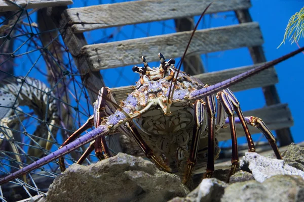 Lobster antenna Stock Photos, Royalty Free Lobster antenna Images ...