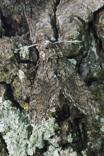 Tobacco Hornworn Moth — Stock Photo, Image