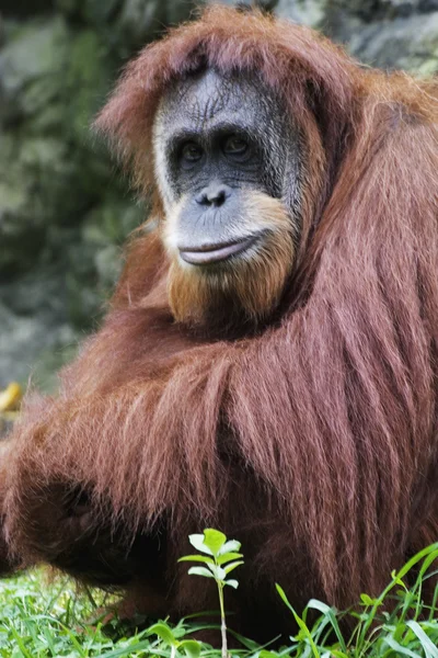 Orangotango (Pongo pygmaeus), Bornéu, Indonésia — Fotografia de Stock