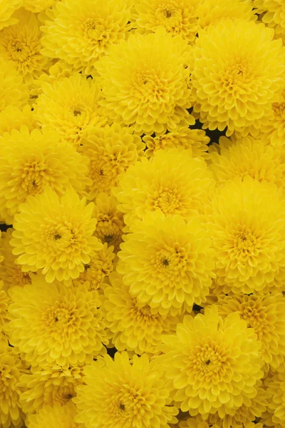 Mães amarelas — Fotografia de Stock