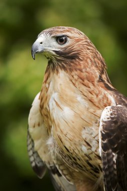 Red Tailed Hawk clipart