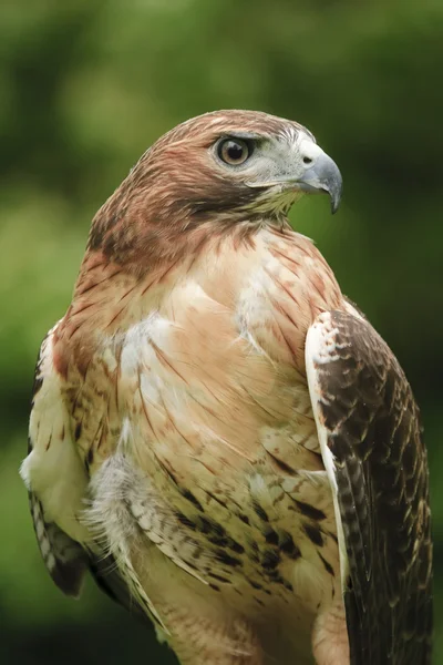 Červené tailed hawk — Stock fotografie