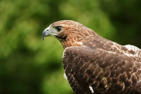 Rode tailed hawk — Stockfoto
