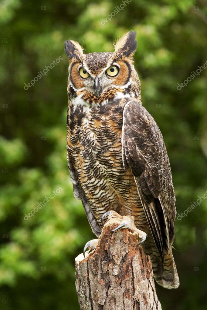 [Jeu] Association d'images - Page 19 Depositphotos_10499447-stock-photo-great-horned-owl