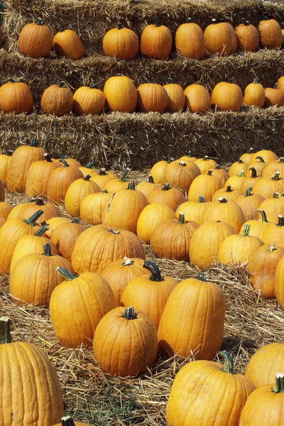 stock image Pumpkins