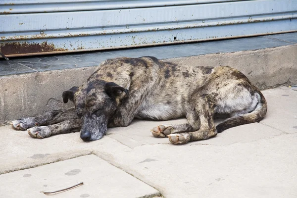 Straßenhund — Stockfoto