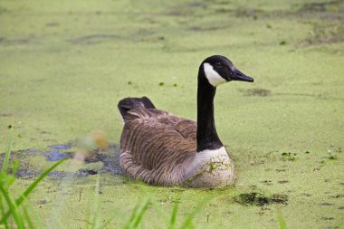 Canada Goose clipart