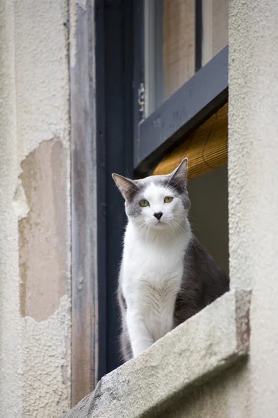 stock image Domesticated cat