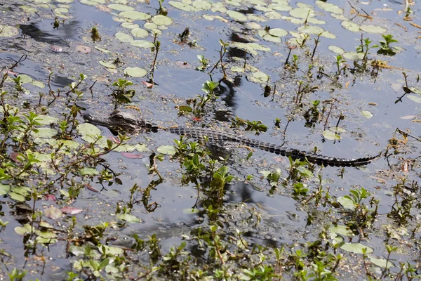 Amerikansk alligator - Stock-foto
