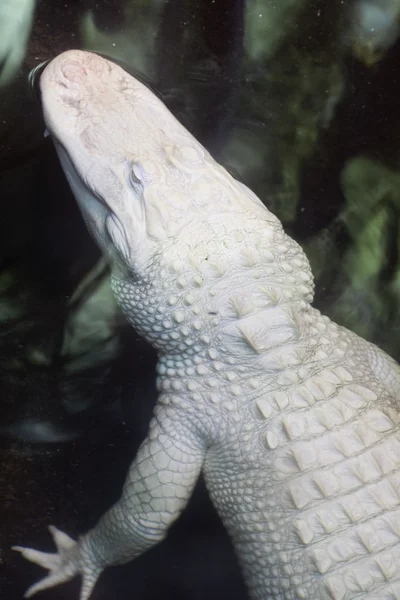 Aligator — Zdjęcie stockowe