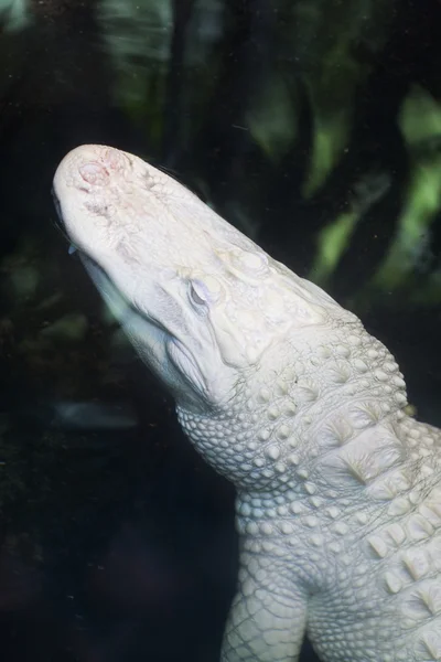 短吻鳄 — 图库照片