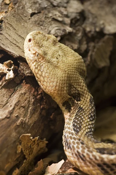 木材のガラガラヘビ — ストック写真