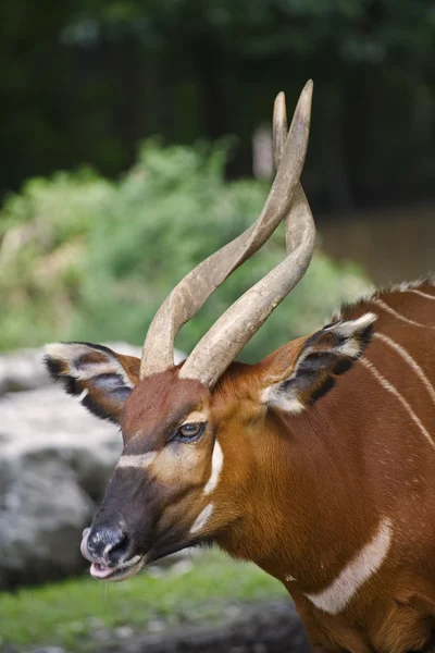 stock image African Wildlife