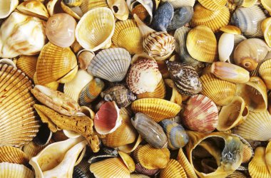 Sea Shells clipart