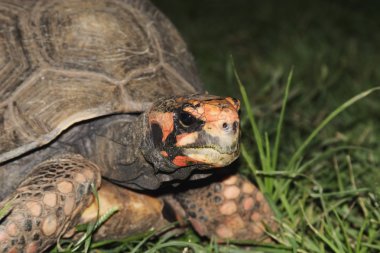 Red Footed Tortoise clipart