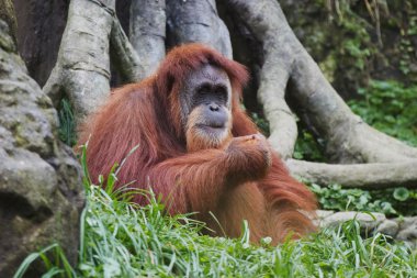 Orangutan (Pongo pygmaeus), Borneo, Indonesia clipart