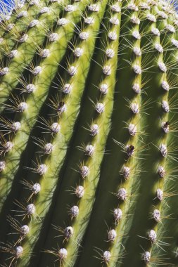 saguaro kaktüsü