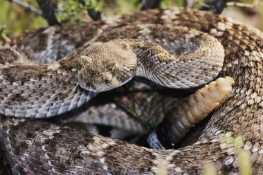 Western Diamondback Rattlesnake clipart