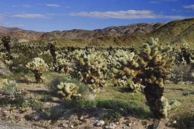 Cholla kaktüs