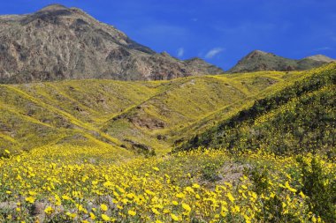 Death Valley NP clipart