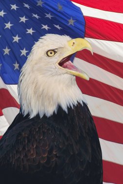 Bald Eagle clipart