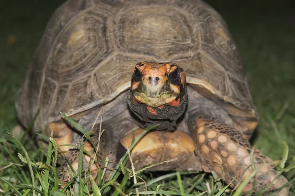 Красноногая черепаха — стоковое фото