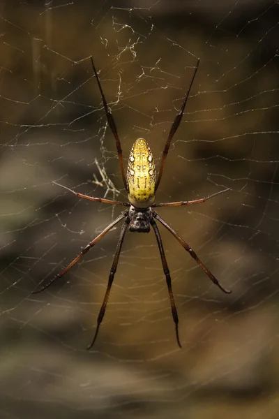 마다 가스 카 르의 거 대 한 실크 거미 — 스톡 사진
